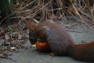 eichhorn_apfel_76.jpg