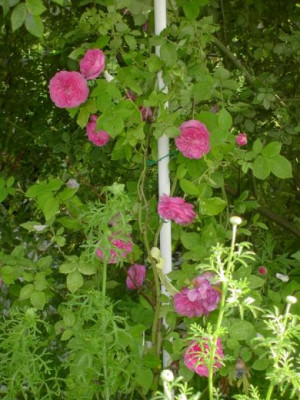 20040611_louise_odier.jpg