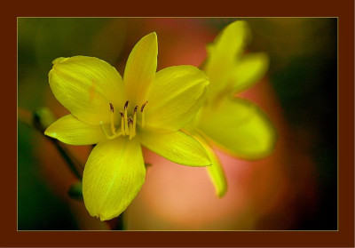 Hemerocallis_1_15-07-2006.jpg