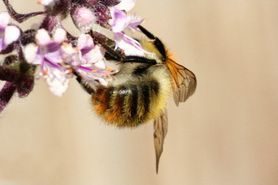Hummel-Juli06-01.jpg