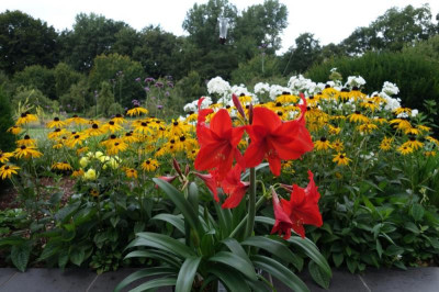 Hippeastrum Sommerbluete.jpg