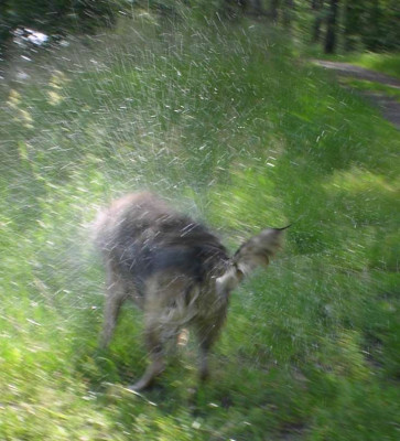 20040611_hund.jpg