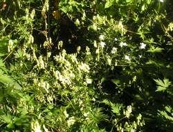 Aconitum_lycoctonum4.jpg