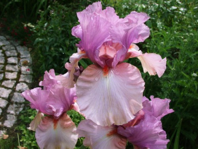 Iris_Keeping_Up_Appearances002.jpg