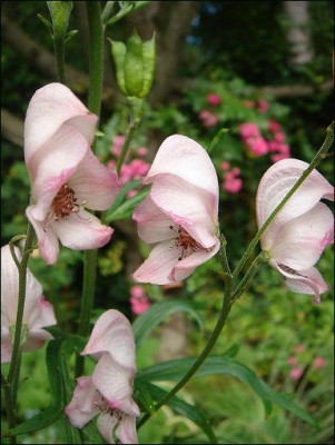 Aconitum_napellus_Pink_Sensation.jpg
