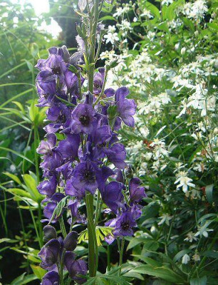 Aconitum_Zwolanekn.jpg