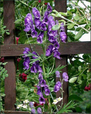 Aconitum_T.jpg