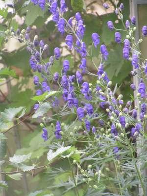 Aconitum_henry1.jpg