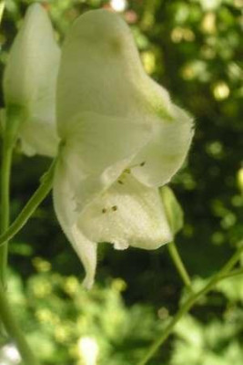 Aconitum_Gletschereis.jpg