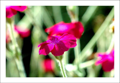 Lychnis_1_15-07-2006.jpg