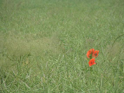 mohn-tonwert-geschaerft.jpg