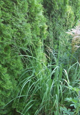 Gras-unbekannt-14.07.2006_08-31-39_0019.jpg