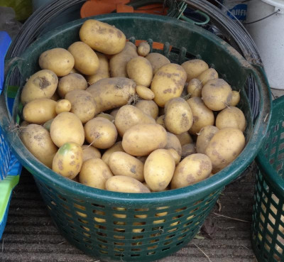 kartoffeln reg.jpg