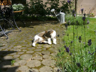 Katzenwasche.jpg