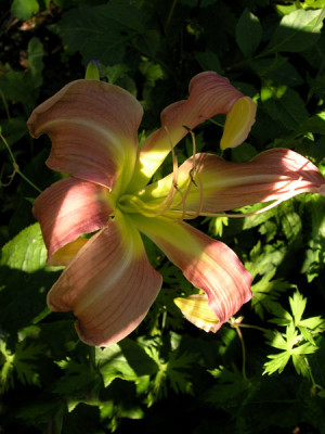 Callis-Saemling.jpg