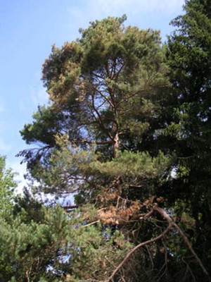 PICT0004.JPG