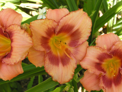 Hem_Strawberry_Candy_k.jpg