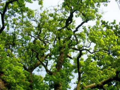 08_06_2004_Blick_in_den_Himmel.jpg