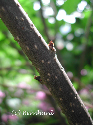 syringa_unbek_4.jpg