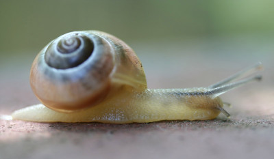 Schneckchen.jpg