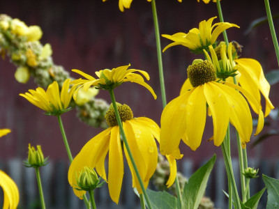2015-08-15 Rudbeckia nitida.jpg