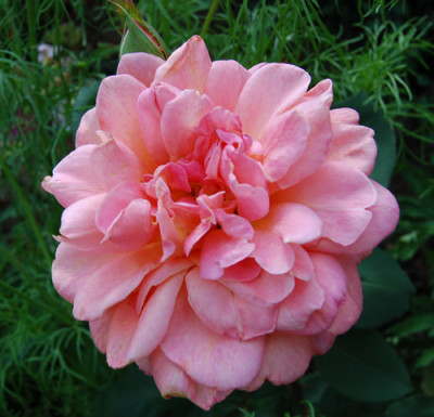 Anne_Marie_Trechslin_S2_0014_88.jpg
