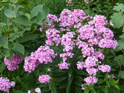 2015-08-15 Phlox 'Baby Face'.jpg