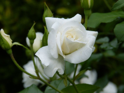 2015-08-15 Rosen 'Schneewittchen'.jpg