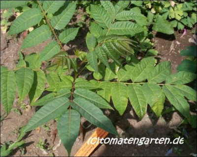 06chinesischer_gemuesebaum04.jpg.jpg