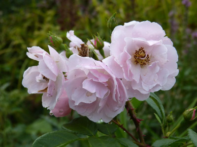 2015-08-15 Rosen 'Utopia'.jpg