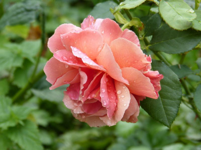 2015-08-15 Rosen 'Tom Brown'.jpg
