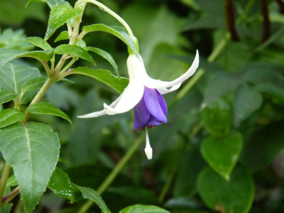 2015-08-15 Fuchsia 'Azure Sky'.jpg