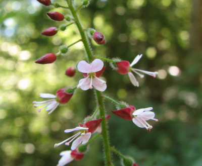 WILD_SO_1607_X.jpg