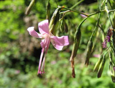 WILD_SO_1607_XIII.jpg