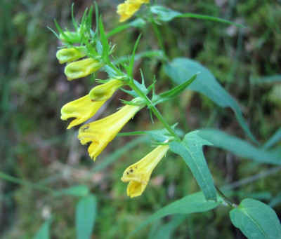 WILD_SO_1607_XIV.jpg