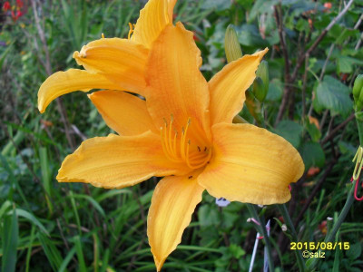 Berleyer Septembersonne 15.jpg