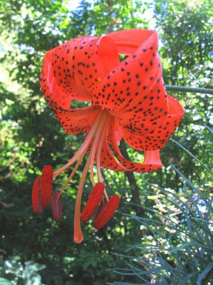 Lilium_davidii_fars.jpg
