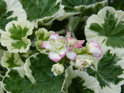 2015-08-15 Pelargonium Westdale Appleblossom.jpg