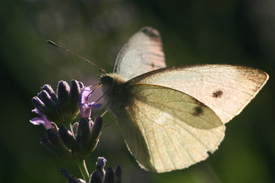 Kohl-Juli06-02.jpg
