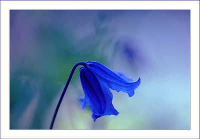 Clematis_Blue_Boy_1_16-07-2006.jpg