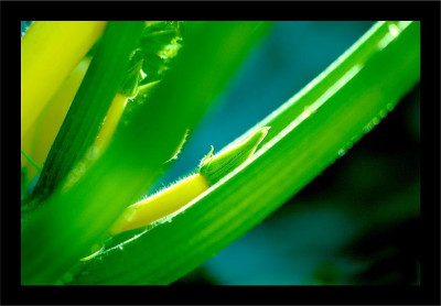 Zucchini_1_16-07-2006.jpg