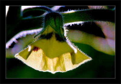Physalis_1_16-07-2006.jpg
