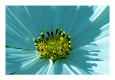 Cosmea_1_15-07-2006.jpg