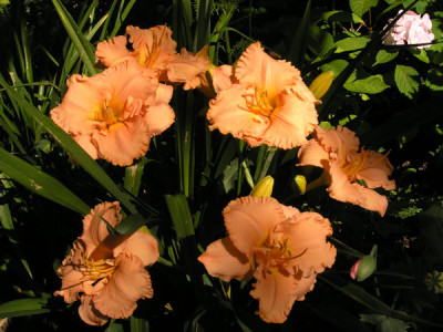 Elisabeth_Salter_170706.jpg