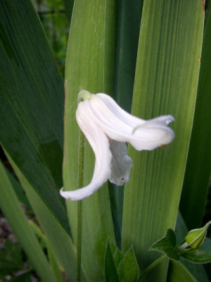 Cl_integrifolia_alba.jpg