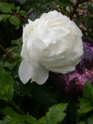 Paeonia_Ann_Cousins.jpg