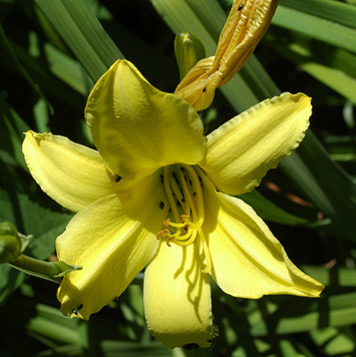 lilie5156.jpg