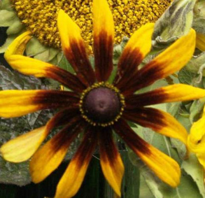 ist_das_rudbeckia_hirta.jpg