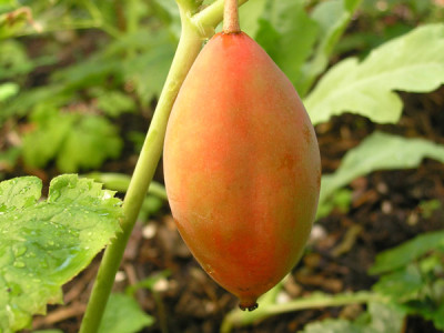 Maiapfel_k.jpg