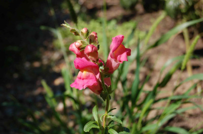Lippen-in-Pink.jpg